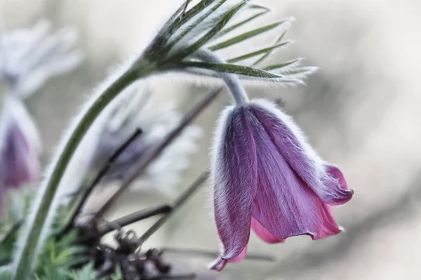 Lentebloemen Flora Bloemblaadjes — Stockfoto