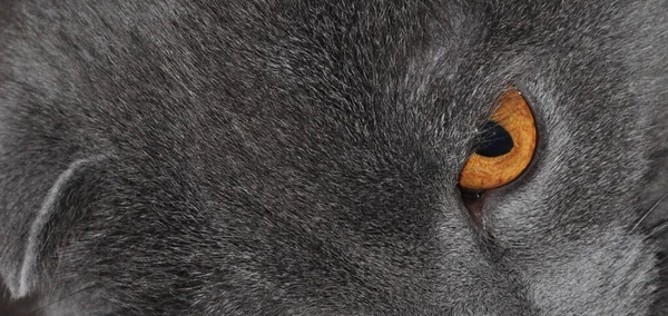 Gri Karışık Bir Arka Planda Kedi Ağızlığının Portresi — Stok fotoğraf