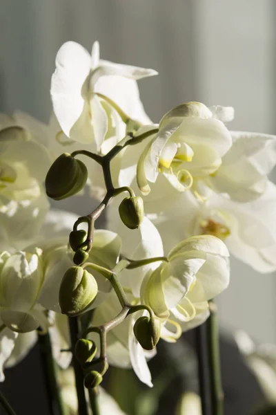 Fioritura Dei Fiori Del Orchid Della Molla — Foto Stock
