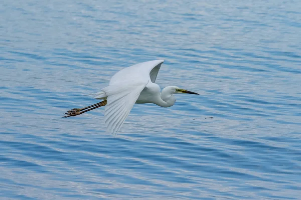 Белая Большая Эгрет Летающая Над Озером — стоковое фото