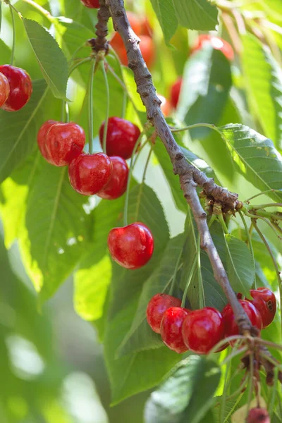 Cseresznye Gyümölcs Fán — Stock Fotó