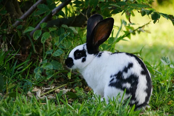 Lièvre Noir Blanc Dans Herbe — Photo