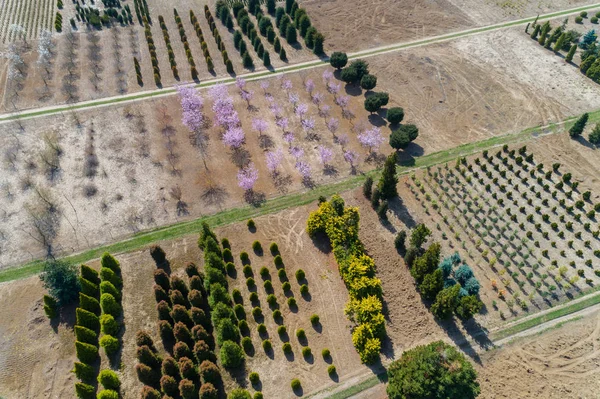 Luchtfoto Van Planten Bomen Van Een Kwekerij — Stockfoto