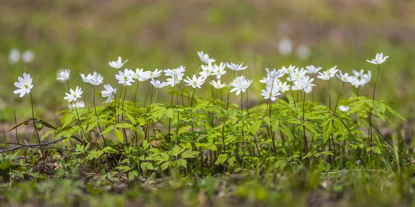 Korai Gyönyörű Mezei Virágok Réten — Stock Fotó