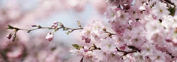 Närbild Rosa Blommande Plommon Träd Framför Blå Himmel Med Solstrålar — Stockfoto
