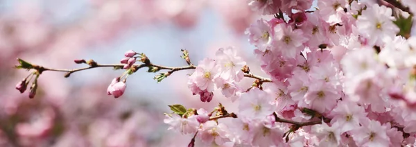 Gros Plan Prunier Rose Fleurs Devant Ciel Bleu Avec Des — Photo