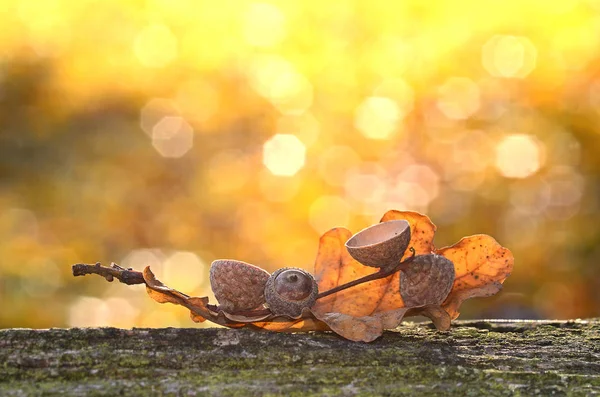 Осенние Листья Дереве — стоковое фото