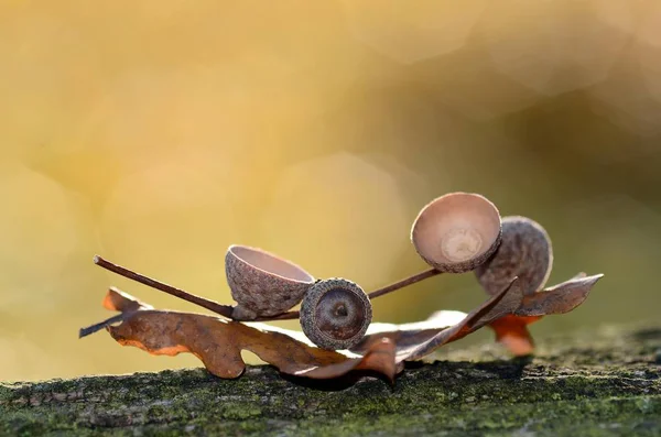 Eine Nahaufnahme Einer Schnecke Auf Einem Ast — Stockfoto