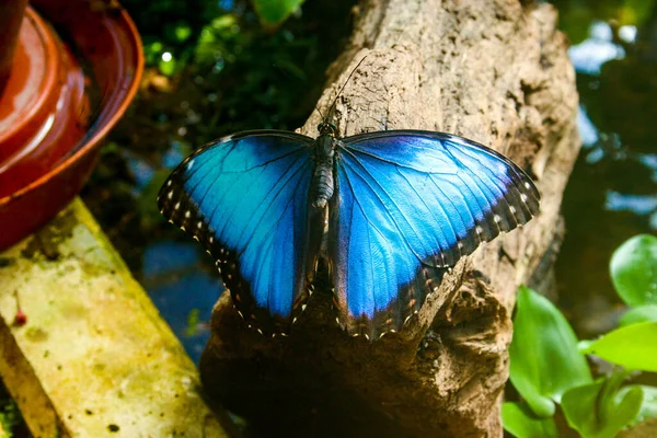 서식지에서 나비를 가까이 야생의 — 스톡 사진