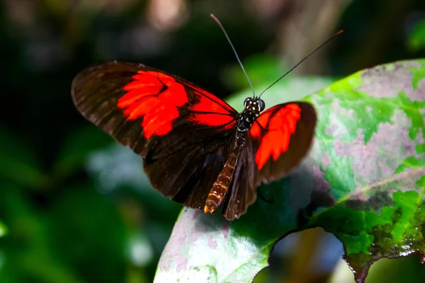 Close Bug Natureza Selvagem — Fotografia de Stock