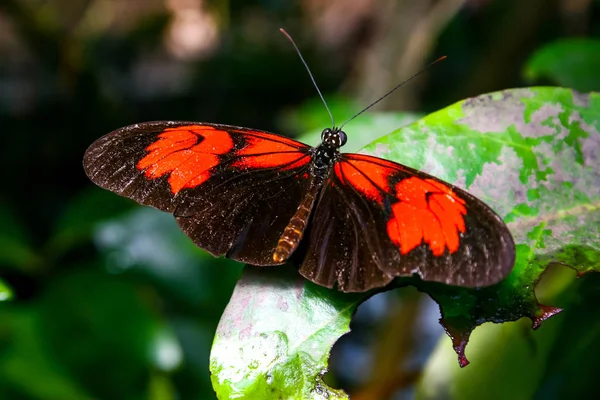 Gros Plan Papillon Dans Habitat Concept Sauvagerie — Photo