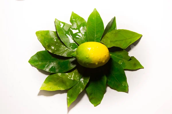 Composition Citrus Fruits Closeup Shot — Stock Photo, Image