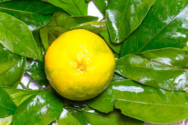 Citrusfélék Összetétele Közelkép Lövés — Stock Fotó