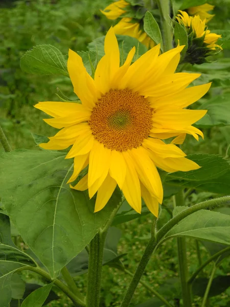 Slunečnice Helianthus Květiny Květiny Květ Květiny Léto Žlutá Příroda Obloha — Stock fotografie