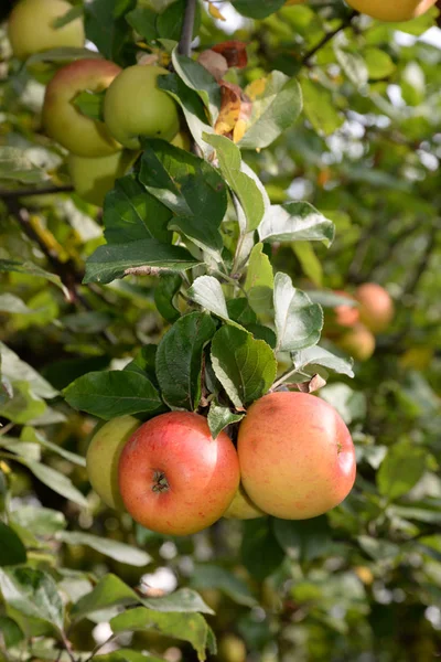 Maçãs Vermelhas Jardim Alemanha — Fotografia de Stock