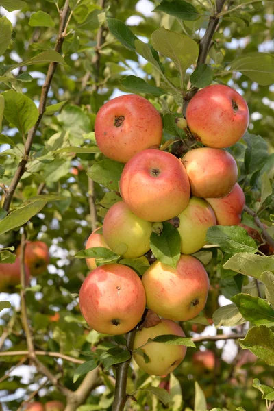 Apfel Obstgarten Baum Zweig Zweig Rot Obst Obst Landwirtschaft Lebensmittel — Stockfoto