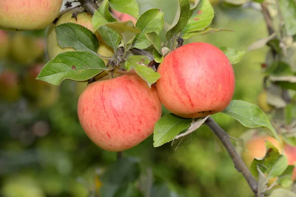 Maçã Pomar Árvore Galho Galho Vermelho Frutas Frutas Agricultura Alimentos — Fotografia de Stock