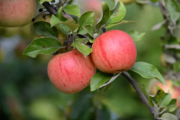 Alma Gyümölcsös Piros Gyümölcs Gyümölcs Mezőgazdaság Élelmiszer Alma Élelmiszer Élelmiszer — Stock Fotó