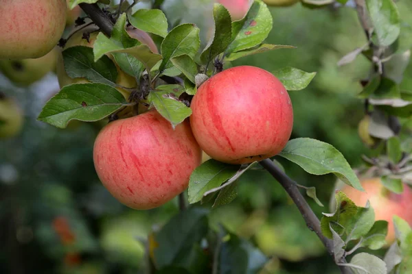 Κόκκινα Μήλα Στον Κήπο Της Γερμανίας — Φωτογραφία Αρχείου