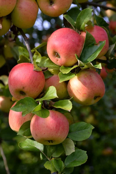 Maçã Macieira Árvore Galho Galho Vermelho Fruta Fruta Agricultura Comer — Fotografia de Stock