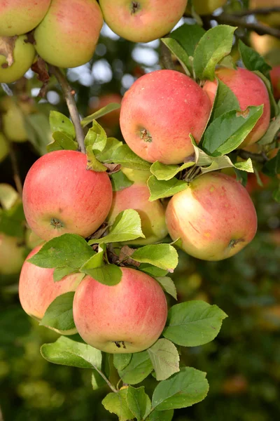 Maçãs Vermelhas Jardim Alemanha — Fotografia de Stock