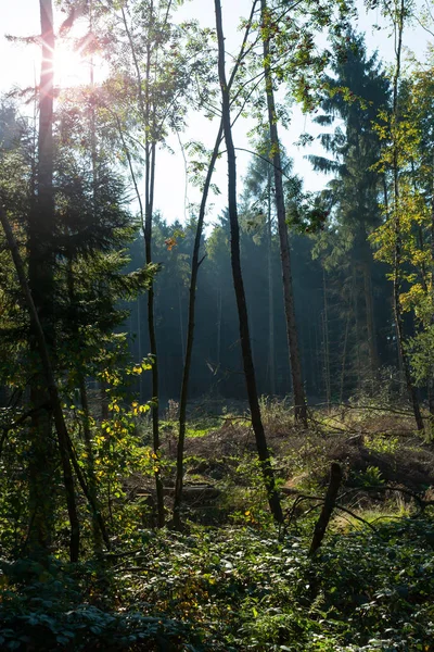 バックライト付き混合林の夏のグレード — ストック写真