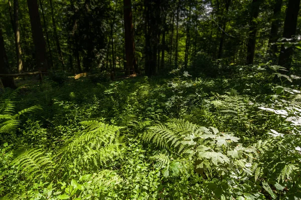 用大量的绿色蕨类在森林中清理 — 图库照片
