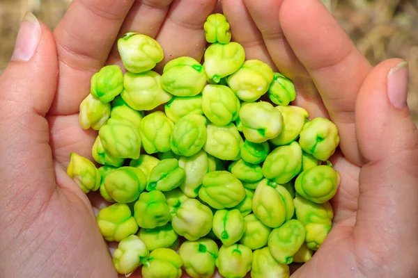 Verse Rauwe Groene Kikkererwten — Stockfoto