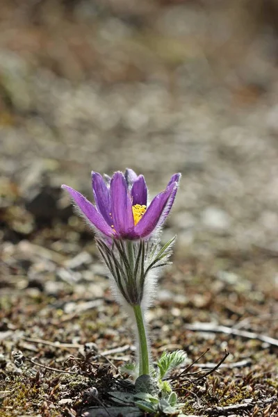 Közönséges Paszta Pulsatilla Vulgaris Nemzeti Parkban Kellerwald — Stock Fotó