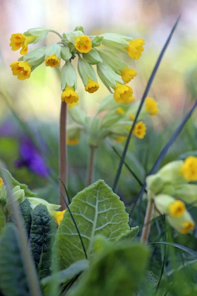 Gerçek Sığır Sürüsü Primula Veris Yakın Planda — Stok fotoğraf