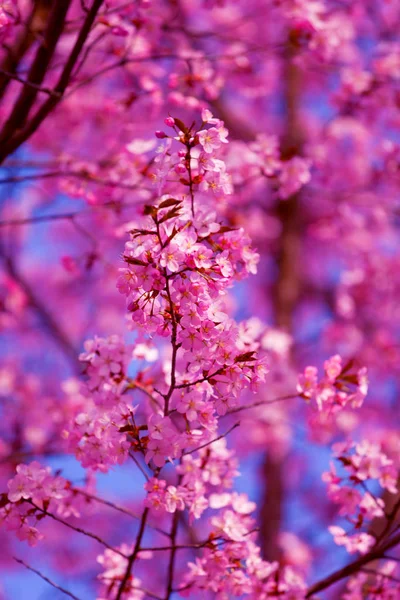 春には公園内にあるとても美しい野生の桜の枝 — ストック写真