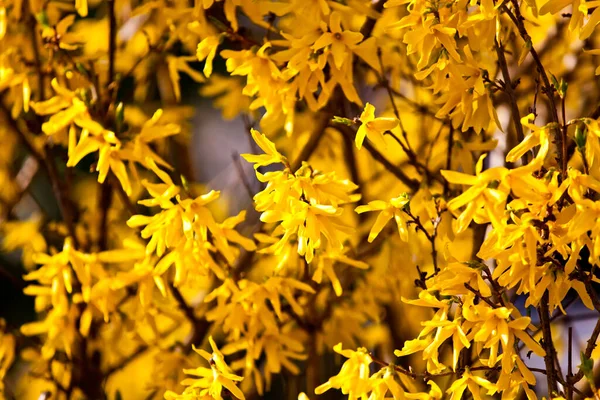 Sárga Virágok Tavasszal — Stock Fotó