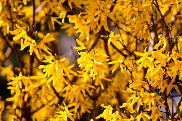 Fiori Gialli Primavera — Foto Stock