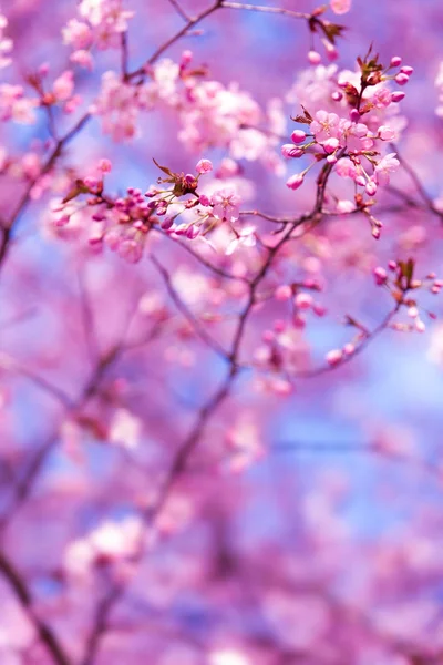 Gyönyörű Cseresznyevirágok Villásreggelije Tavasszal Egy Parkban — Stock Fotó