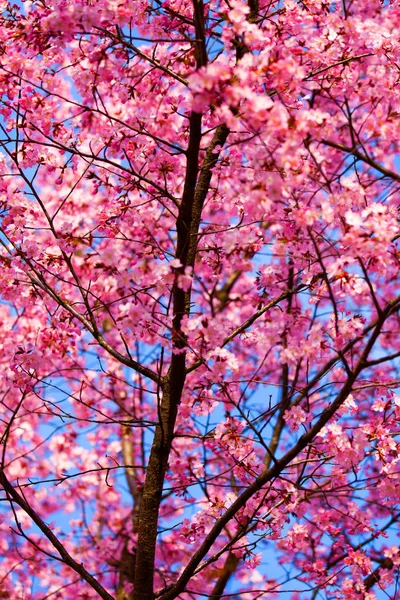 Brunch Très Belles Fleurs Cerisier Sauvage Dans Parc Printemps — Photo