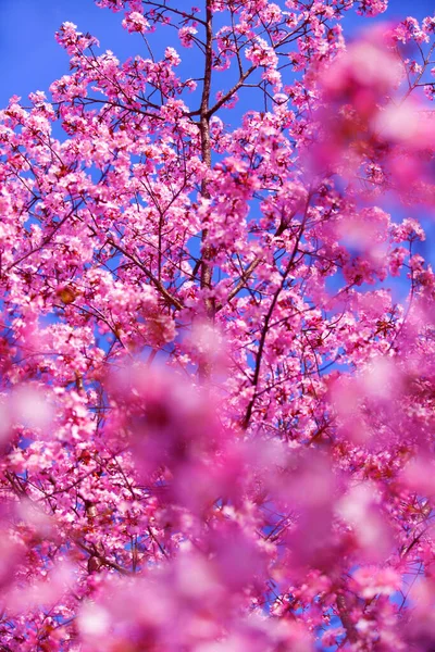 春には公園内にあるとても美しい野生の桜の枝 — ストック写真