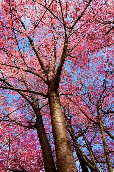 Albero Fiori Ciliegio Con Fiori Primavera — Foto Stock