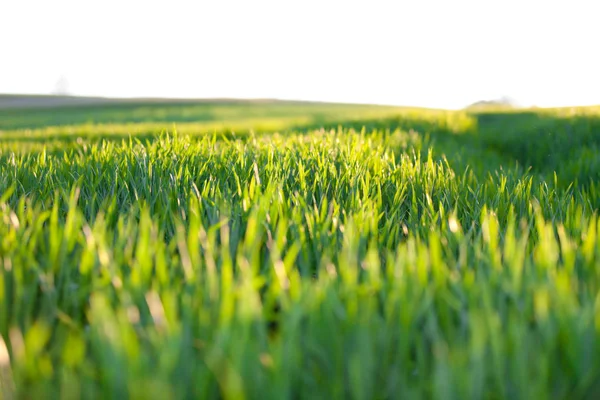 Summer Meadow Sunset — Stock Photo, Image