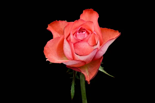 ดอกก หลาบส แดง ดอกไม ดในพ นหล — ภาพถ่ายสต็อก