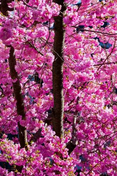 Brunch Very Beautiful Wild Cherry Blossoms Park Spring — Stock Photo, Image