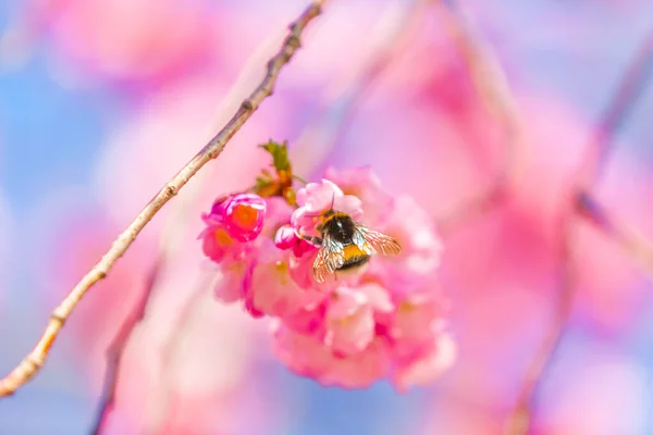 Brunch Very Beautiful Wild Cherry Blossoms Park Spring — Stock Photo, Image