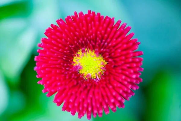 Flores Jardim — Fotografia de Stock