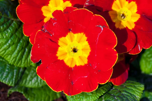 Vörös Virágok Kertben — Stock Fotó