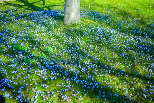 Garden Blue Flowers — Stock Photo, Image