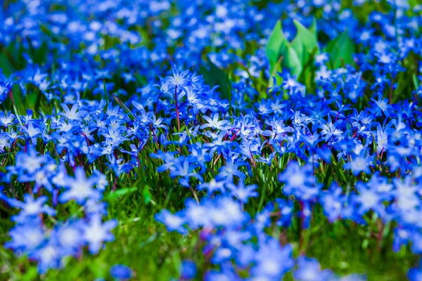 Jardín Flores Azules — Foto de Stock