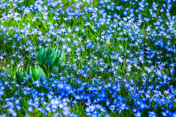 Jardín Flores Azules — Foto de Stock