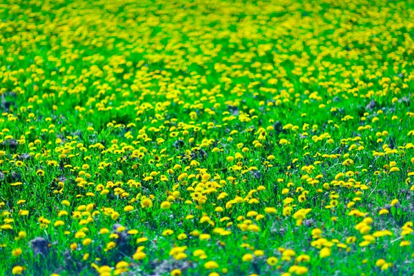 Blumenwiese Sommer — Stockfoto