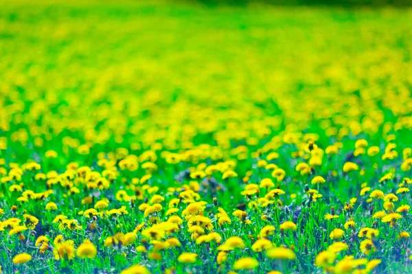 Blumenwiese Sommer — Stockfoto