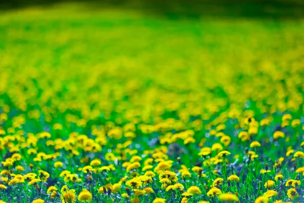 Kwiat Łąka Lecie — Zdjęcie stockowe