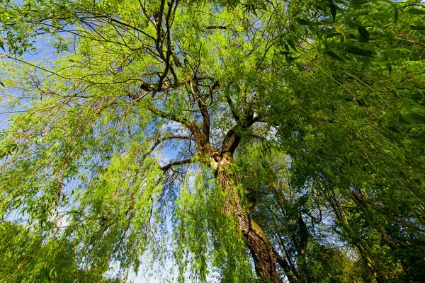 Riesiger Baum Sommer — Stockfoto